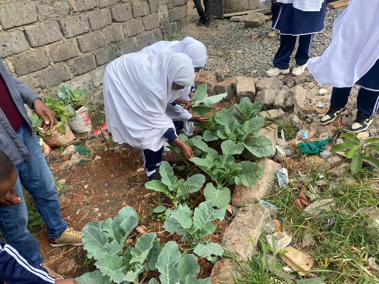 Tending kale in the school garden